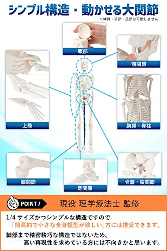 全身骨格模型 5