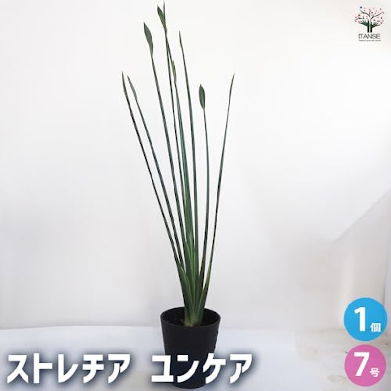 ストレリチア ユンケア 2