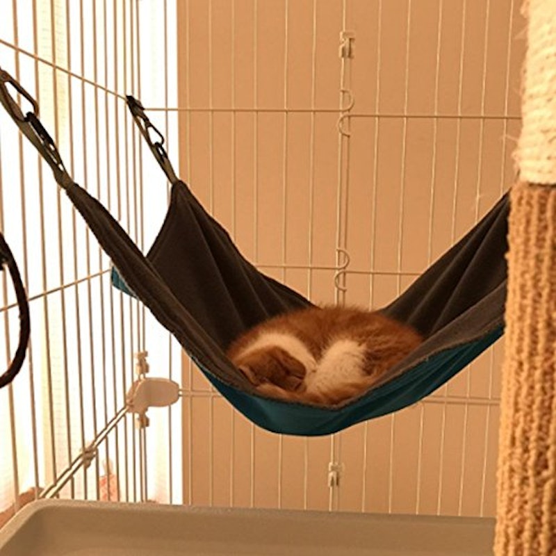 猫のハンモック 2