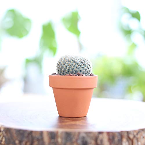 サボテンのおすすめ人気ランキング【2025年11月】 | マイベスト