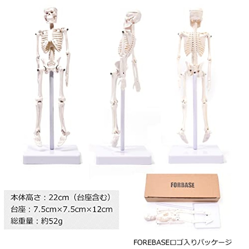人体模型 4