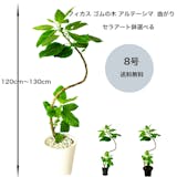 フィカス・アルテシマのおすすめ人気ランキング【2026年6月】 5