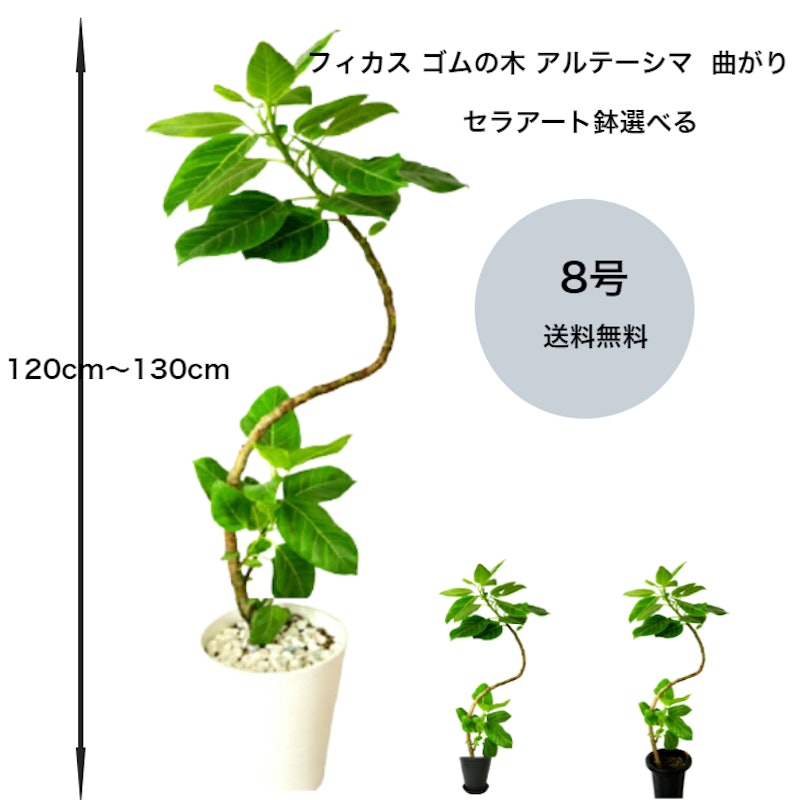 フィカス・アルテシマ 1