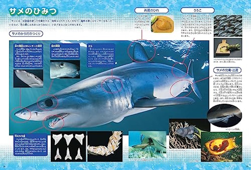 魚 新版 5