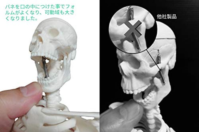 全身骨格模型 5