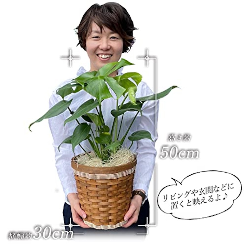 モンステラ 6号 3