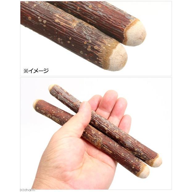 さくらんぼの木 3