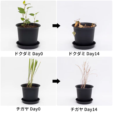 ドクダミもチガヤも、2週間で大半が褐変して枯れた見た目に