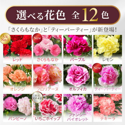 カーネーション5号鉢植え 2
