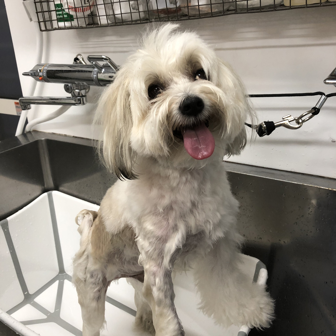 予約中 ニチドウ ミラクル ゼネラルシャンプー 業務用３ｌ 全犬種用 とってもマイルド Dprd Jatimprov Go Id