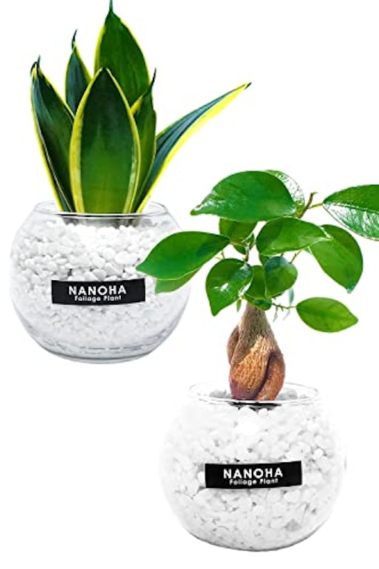 観葉植物 2鉢セット 1