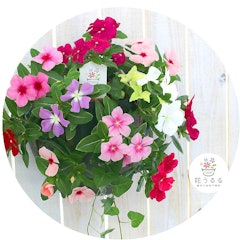 21年 プレゼント鉢植えのおすすめ人気ランキング28選 Mybest 21年 プレゼント鉢植えのおすすめ人気ランキング28選 Mybest