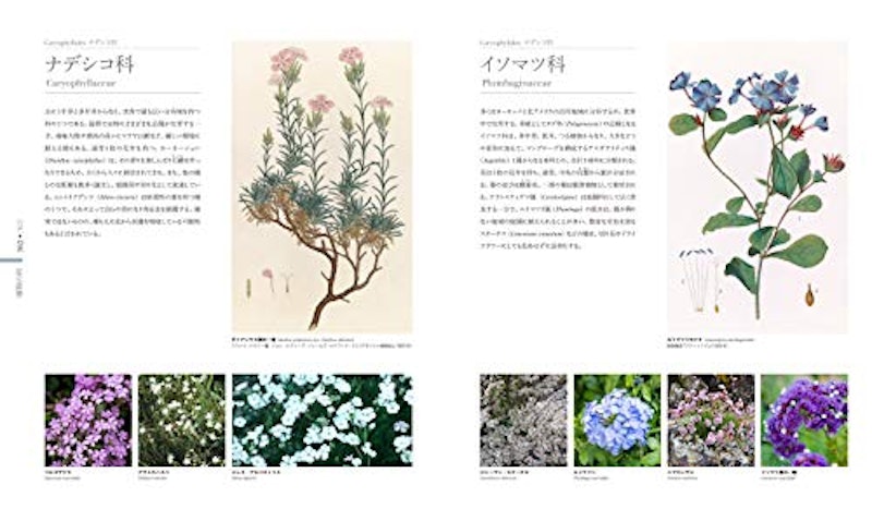 FLORA 図鑑 植物の世界 3