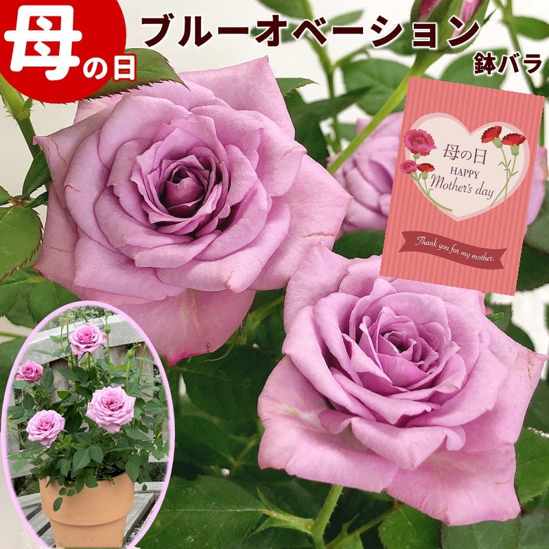 ミニ薔薇 ブルーオベーション 5号素焼き鉢 1