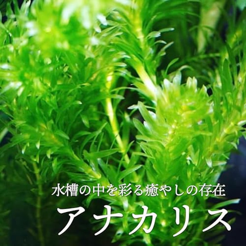 アナカリス 2
