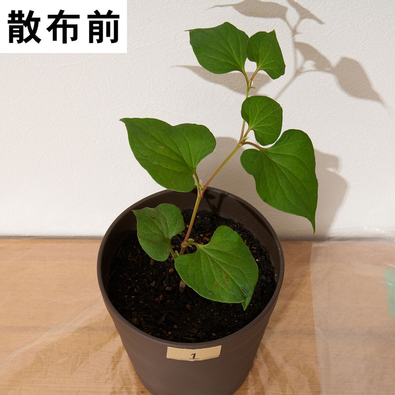速効除草剤 5