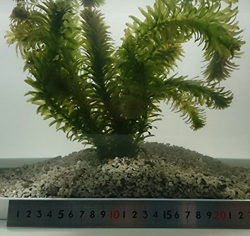 21年 ザリガニにおすすめの水草のおすすめ人気ランキング9選 Mybest