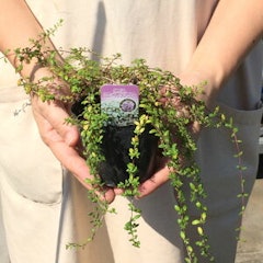 22年 ハーブ初心者向け苗のおすすめ人気ランキング10選 Mybest 22年 ハーブ初心者向け苗のおすすめ人気ランキング10選 Mybest