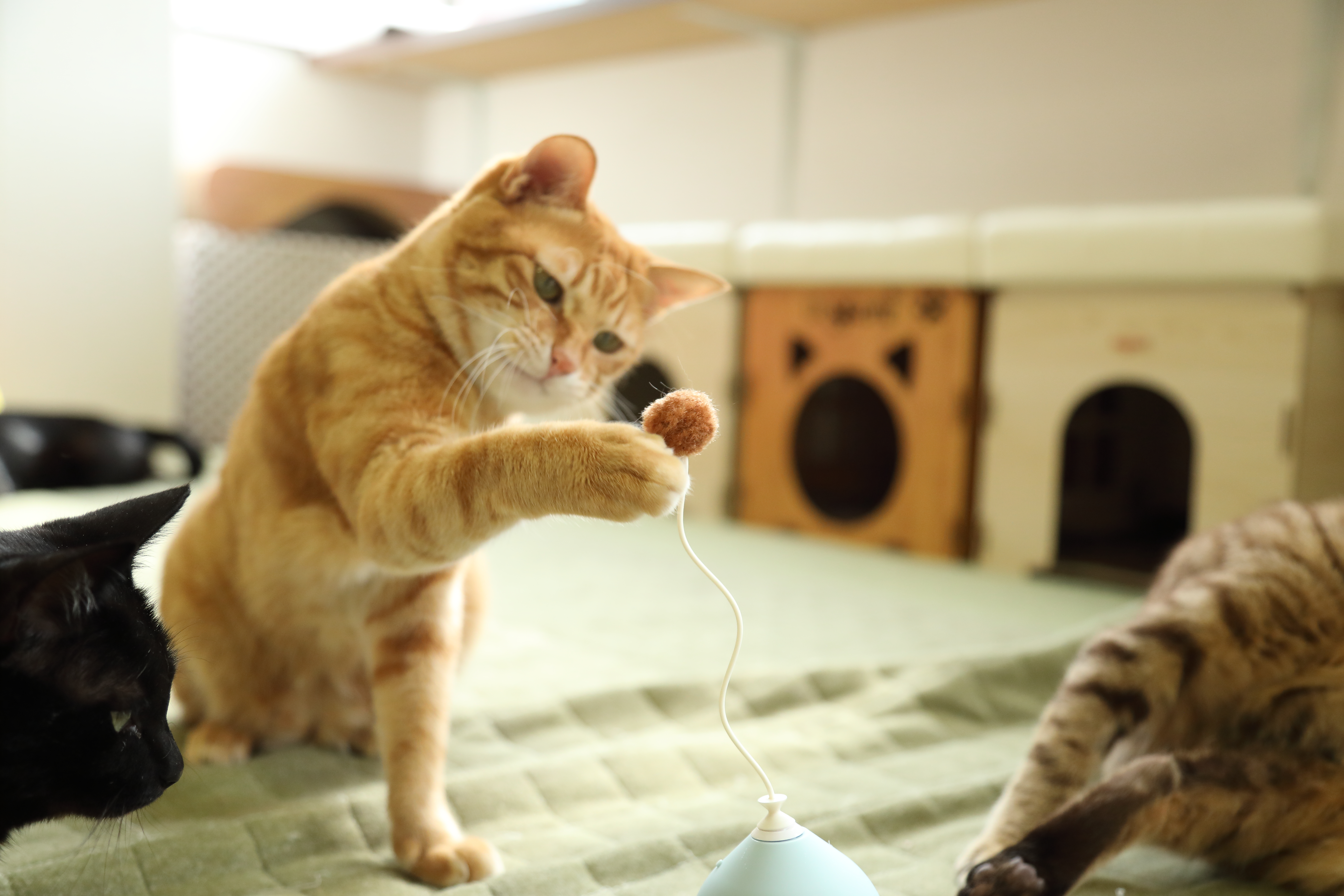  pidan 電動式猫用おもちゃ 5