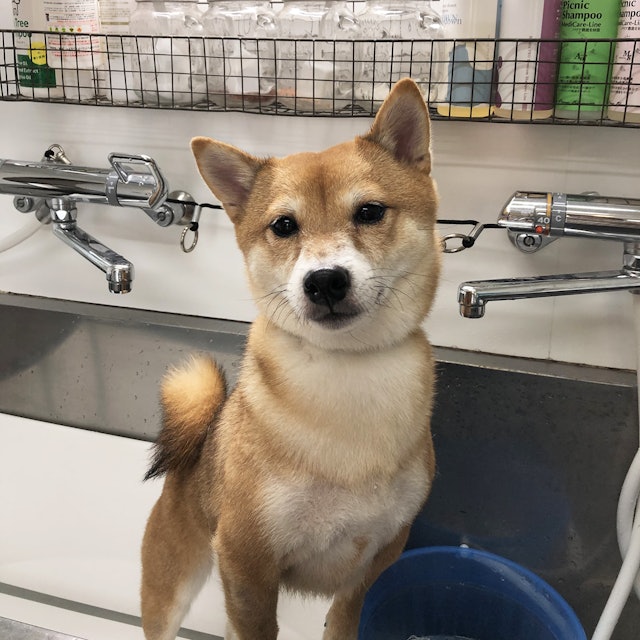 ペットエステ マッドシャンプー全犬種用を他商品と比較 口コミや評判を実際に使ってレビューしました Mybest ペットエステ マッドシャンプー全犬種用を他商品と比較 口コミや評判を実際に使ってレビューしました Mybest