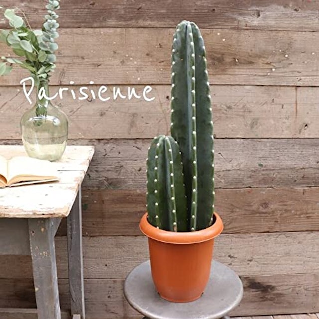 22年 サボテンのおすすめ人気ランキング11選 Mybest 22年 サボテンのおすすめ人気ランキング11選 Mybest