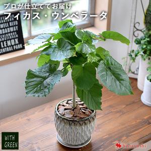 フィカス ウンベラータ 実生 インテリア 観葉植物 人気 品種 ThePlantSociety_432_c51e22e8-