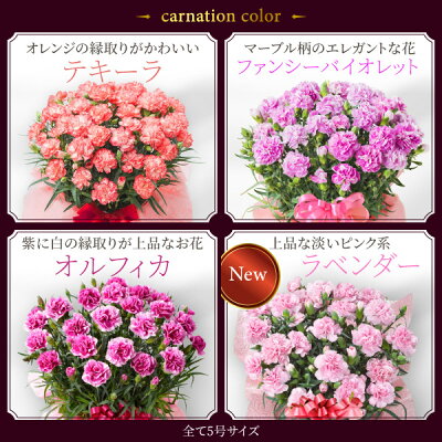 Fleur Town カーネーション 鉢植え 4