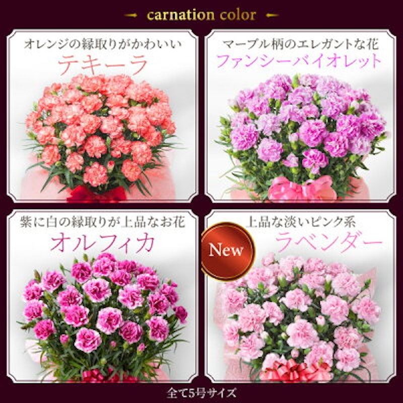 Fleur Town カーネーション 鉢植え 4