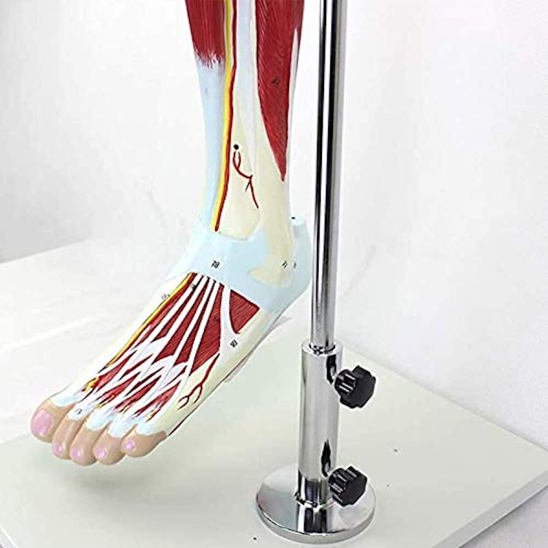 下肢の筋肉の解剖学モデル 4