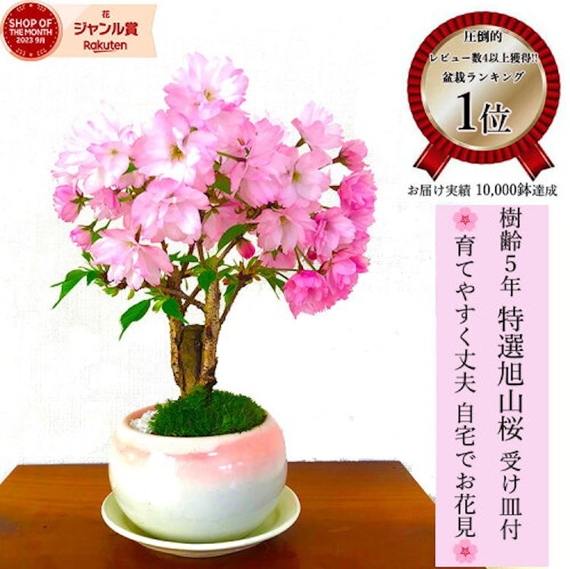 旭山桜 1