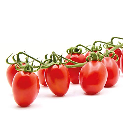 2023年】フルーツトマトの苗のおすすめ人気ランキング8選 mybest