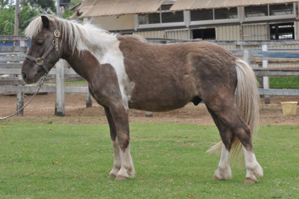 あらかわ遊園 どうぶつ広場 2