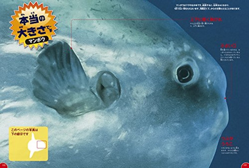 21年 魚図鑑のおすすめ人気ランキング15選 Mybest 21年 魚図鑑のおすすめ人気ランキング15選 Mybest