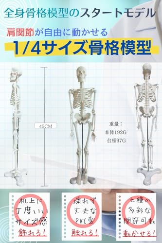 KIYOMARU ソフトな質感で15分解できる卓上サイズの人体解剖模型 人体