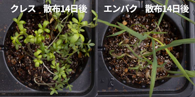 発芽しにくさの検証では、新しい芽が出て伸びてきた