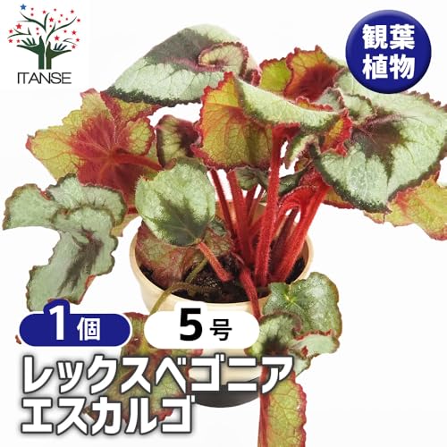 レックスベゴニア エスカルゴ 2