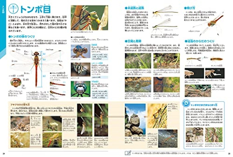 昆虫 新版 2