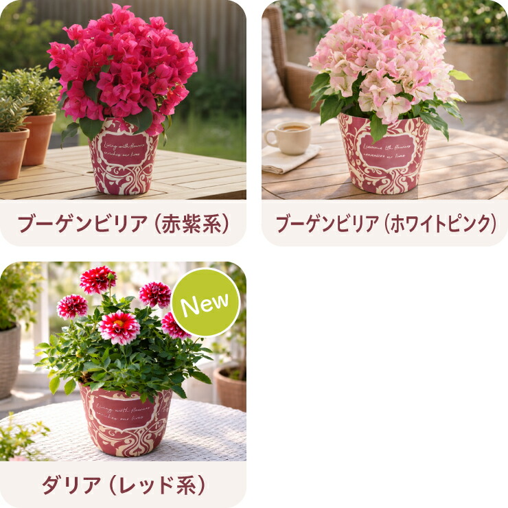 鉢花ギフト 4