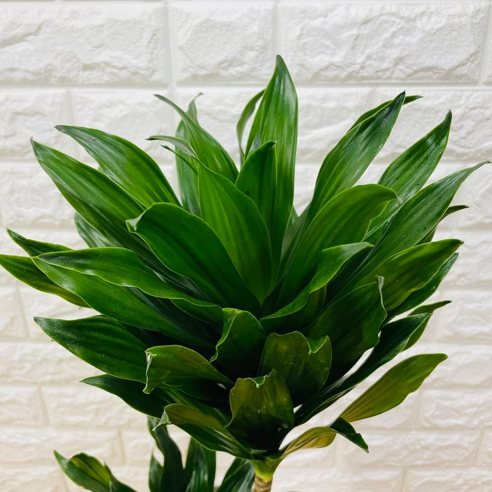 5000円★レア 5 コンニャク芋　鉢植え　7号　観葉植物　あかぎ　珍しい植物 10000110m.jpg
