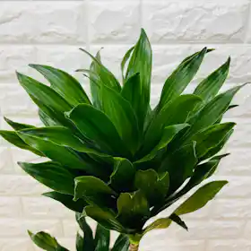 珍しい観葉植物のおすすめ人気ランキング【2026年5月】 | マイベスト 珍しい観葉植物のおすすめ人気ランキング【2026年5月】 | マイベスト