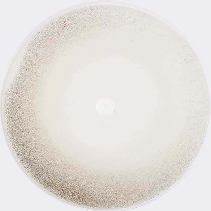 日立 洗濯槽クリーナーsk 1を全29商品と比較 口コミや評判を実際に使ってレビューしました Mybest