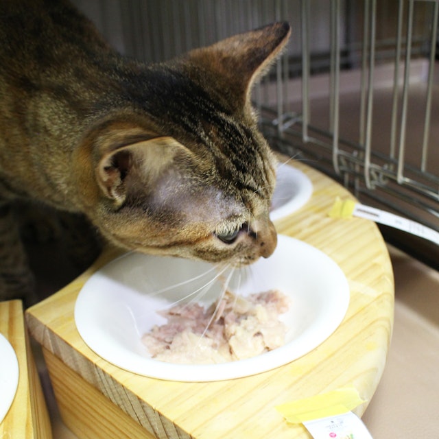 セブンプレミアム ライフスタイル きはだまぐろ ささみ入り 40g