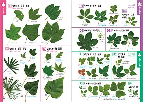 葉っぱでおぼえる樹木 原寸図鑑 - ノンフィクション・教養