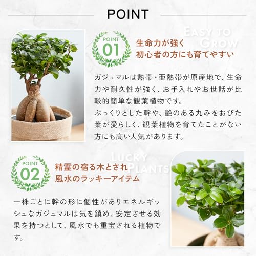 ４号（１鉢） ルビー エラスティカ チャ （観葉植物）フィカス