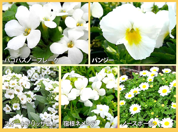 選べる花ガーデニング 1