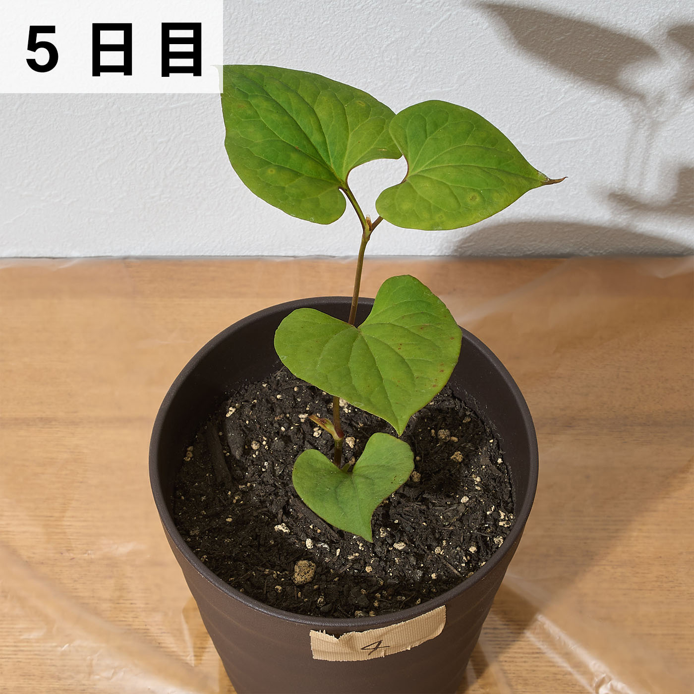 バスタ液剤 11