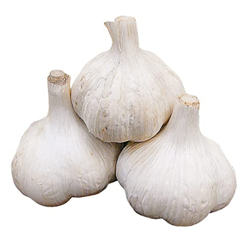 博多八片ニンニク 種球 1