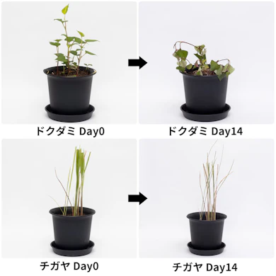 ドクダミは14日後も青々。チガヤは半数ほどが変色した