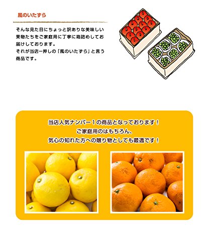 みかん せとか 5kg 4