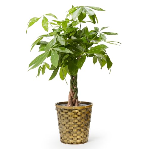 パキラ 木目カゴ 1